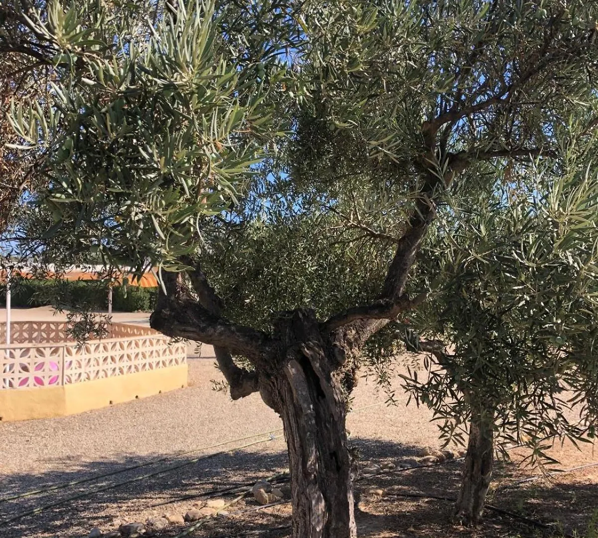 Casa Paya Ex Casa Benedict Βίλα Turre